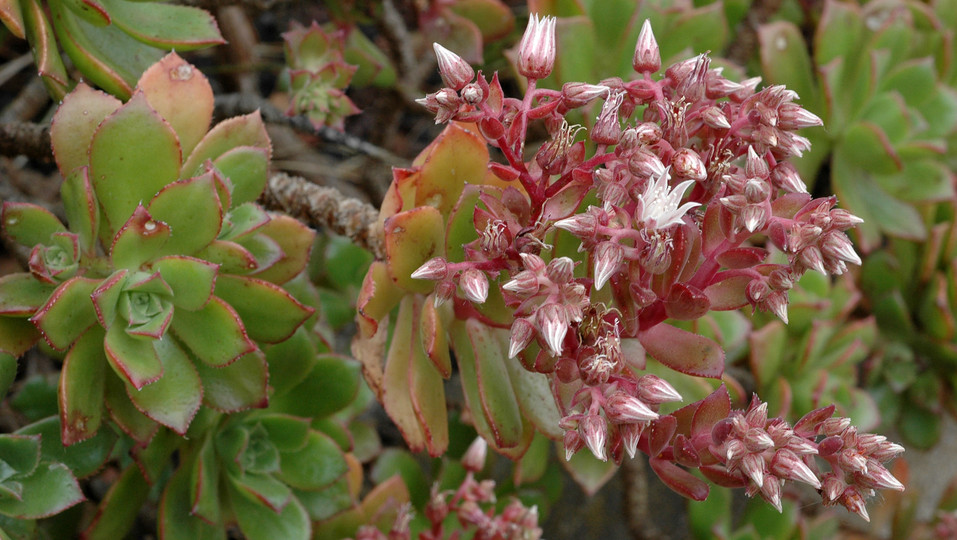 Aeonium decorum