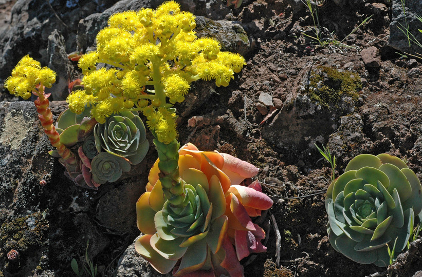 Greenowia diplocycla