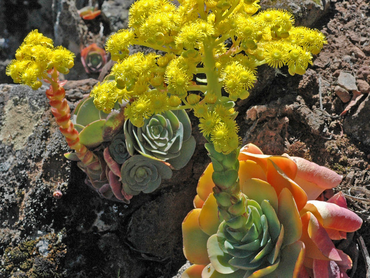 Greenowia diplocycla