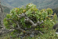 Aeonium rubrolineatum