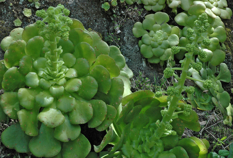 Aeonium subplanum