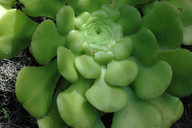 Aeonium subplanum