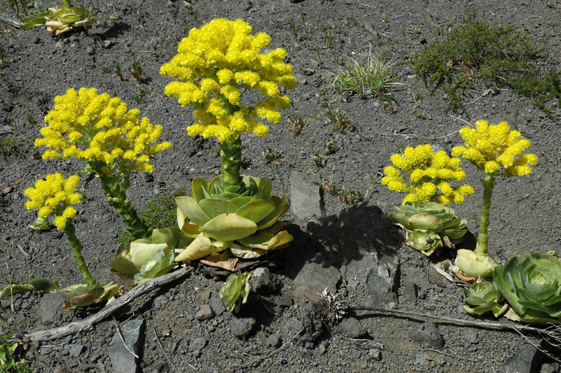 Greenowia diplocycla