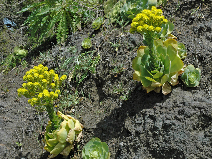 Greenowia diplocycla