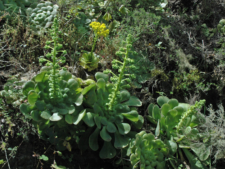 Aeonium subplanum