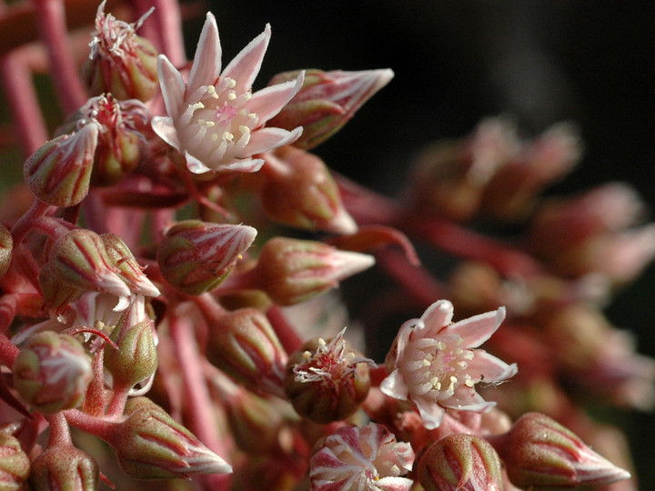 Aeonium decorum