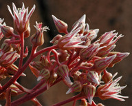 Aeonium decorum