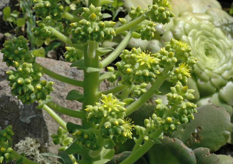 Aeonium subplanum