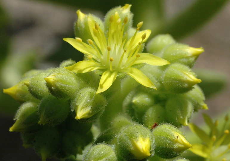 Aeonium subplanum