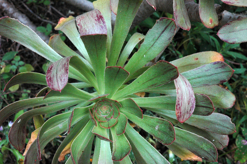 Aeonium rubrolineatum