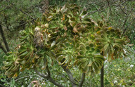Aeonium rubrolineatum