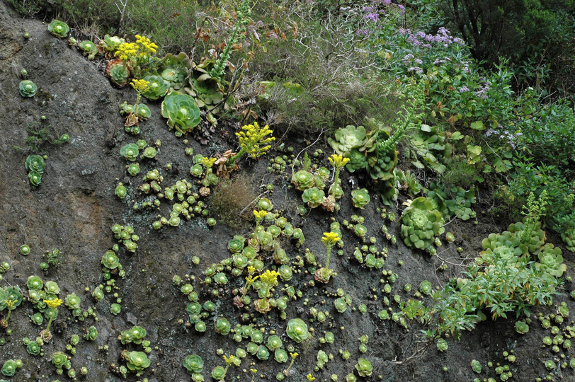 Greenowia diplocycla