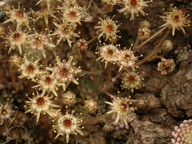 Monanthes polyphylla