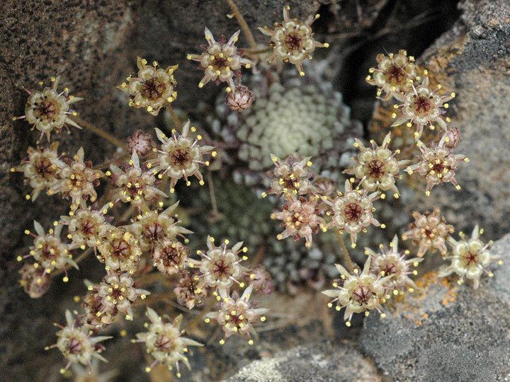 Monanthes polyphylla