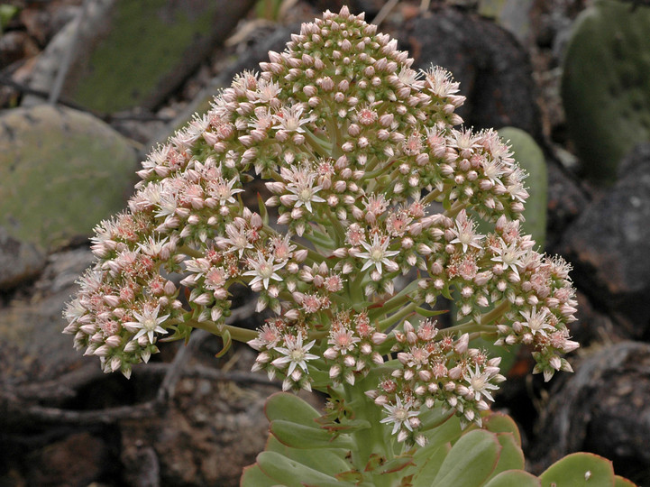 Aeonium urbicum