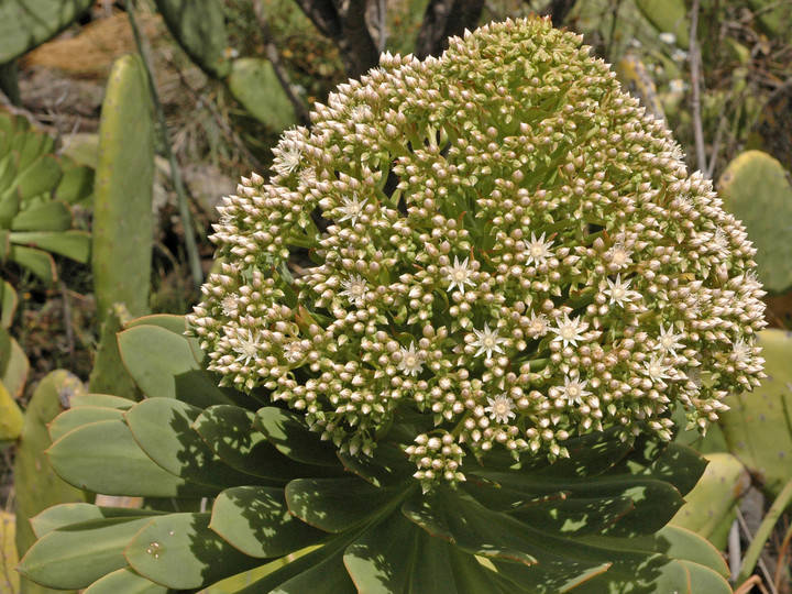 Aeonium urbicum