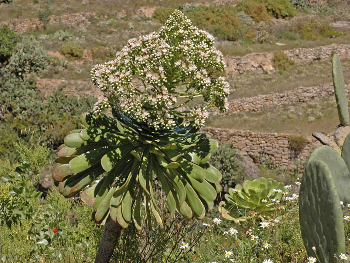 Aeonium urbicum