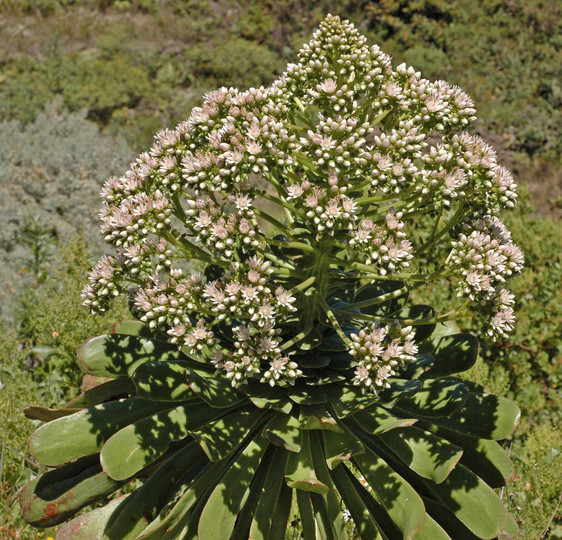 Aeonium urbicum