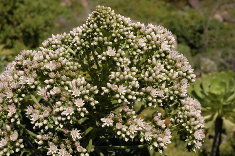 Aeonium urbicum