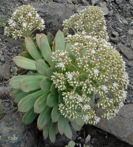 Aeonium urbicum