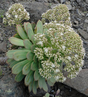 Aeonium urbicum