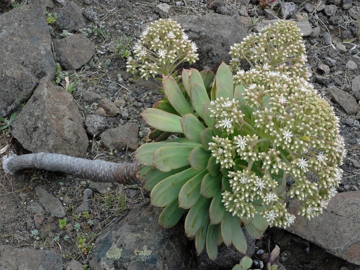 Aeonium urbicum