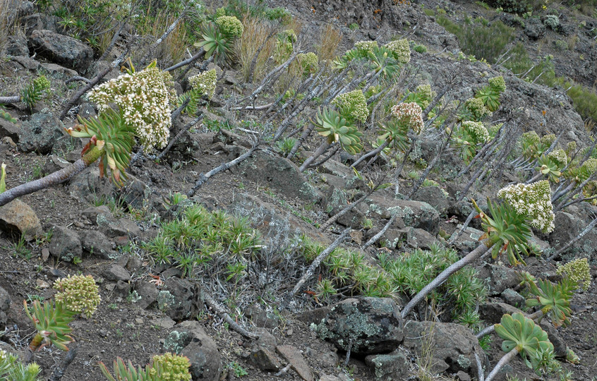 Aeonium urbicum