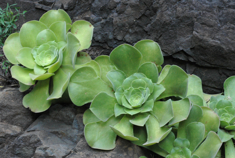 Aeonium canariense