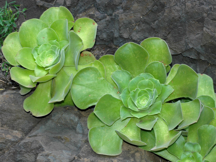 Aeonium canariense