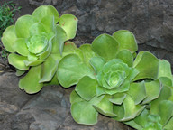 Aeonium canariense