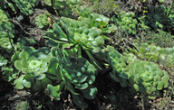 Aeonium subplanum