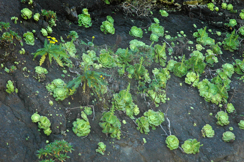 Aeonium subplanum