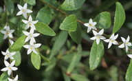 Crowea angustifolia var. dentata