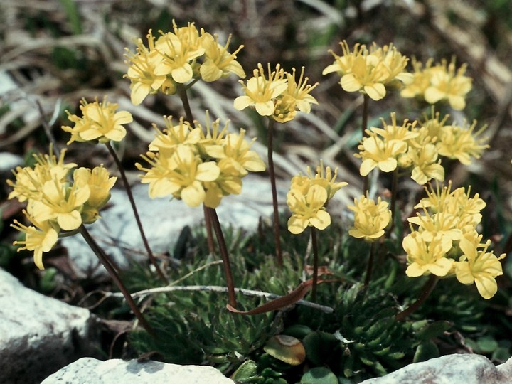 Draba aizoides