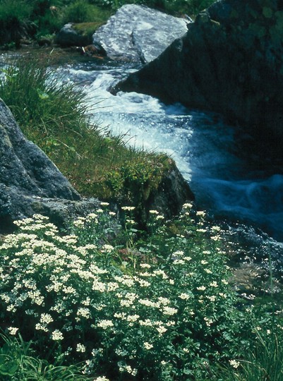 Cardamine amara