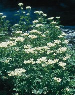 Cardamine amara