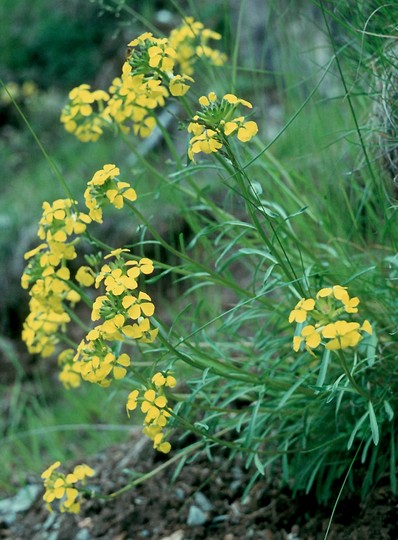 Erysimum helveticum?