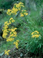 Erysimum helveticum?