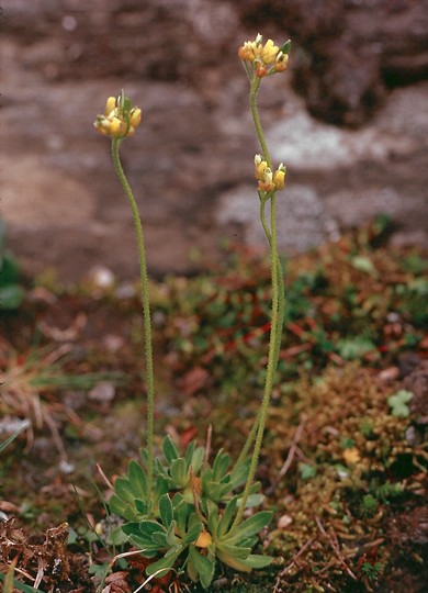 Draba alpina