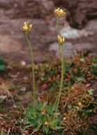 Draba alpina