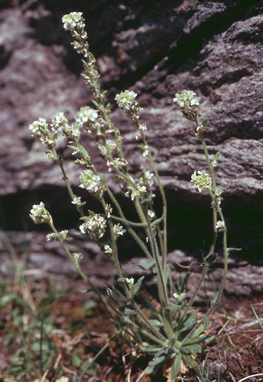 Draba incana