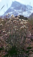 Arabis petraea