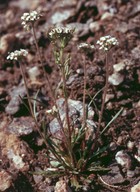 Braya linearis