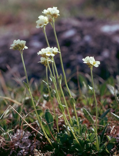 Draba norvegica?