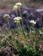 Draba norvegica?