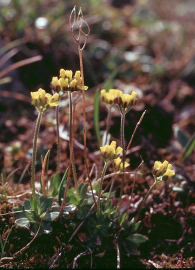 Draba alpina