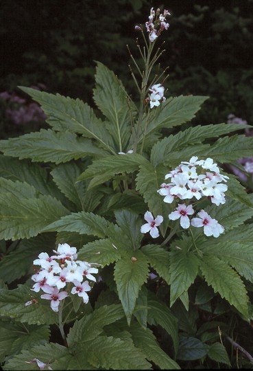 Cardamine pentaphyllos