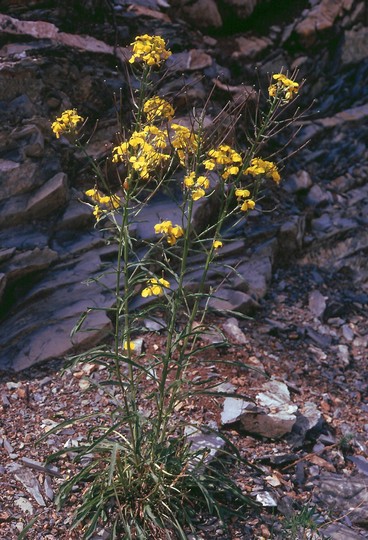 Erysimum helveticum