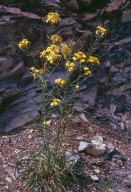 Erysimum helveticum