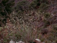 Crambe filiformis